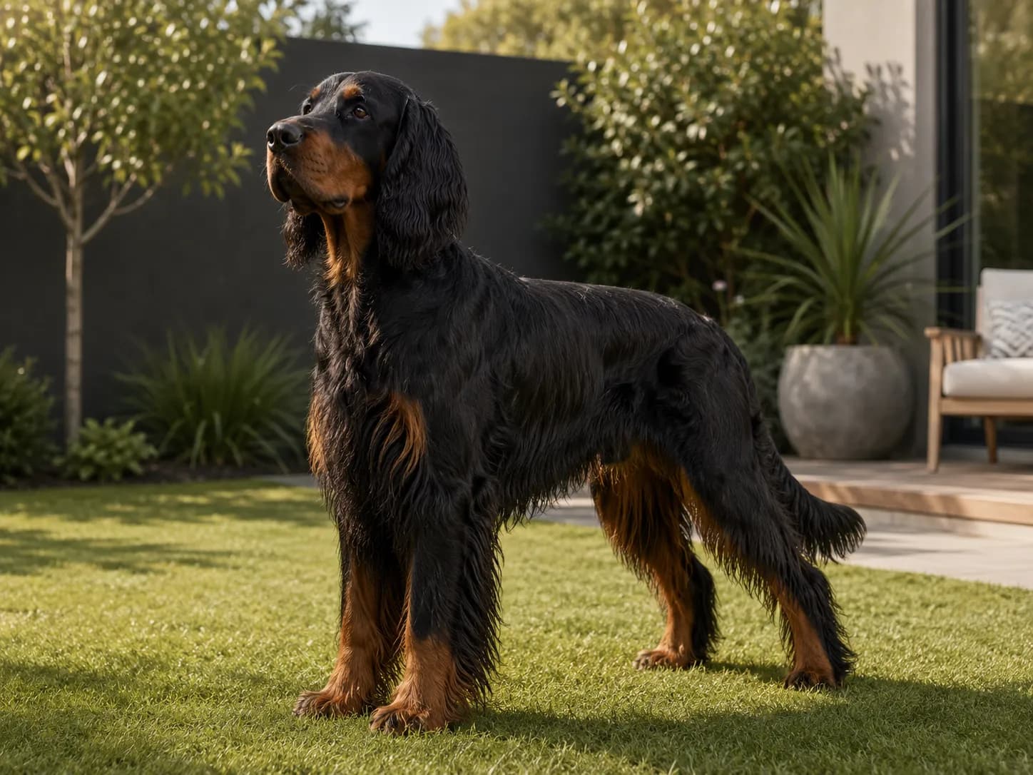 Gordon Setter dog