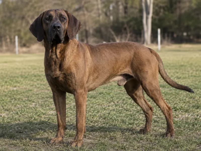 Hanoverian Scenthound dog