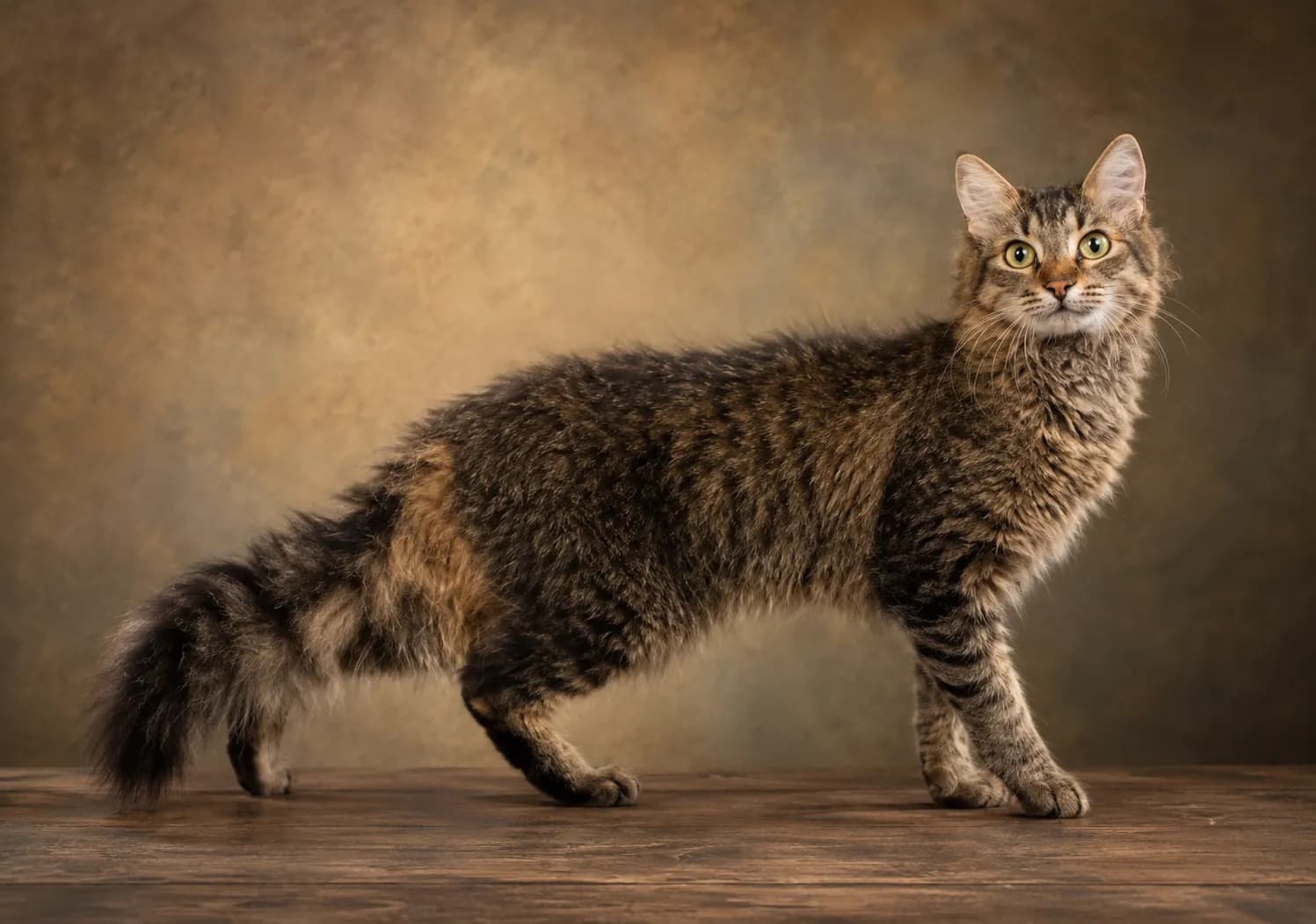 LaPerm Shorthair cat