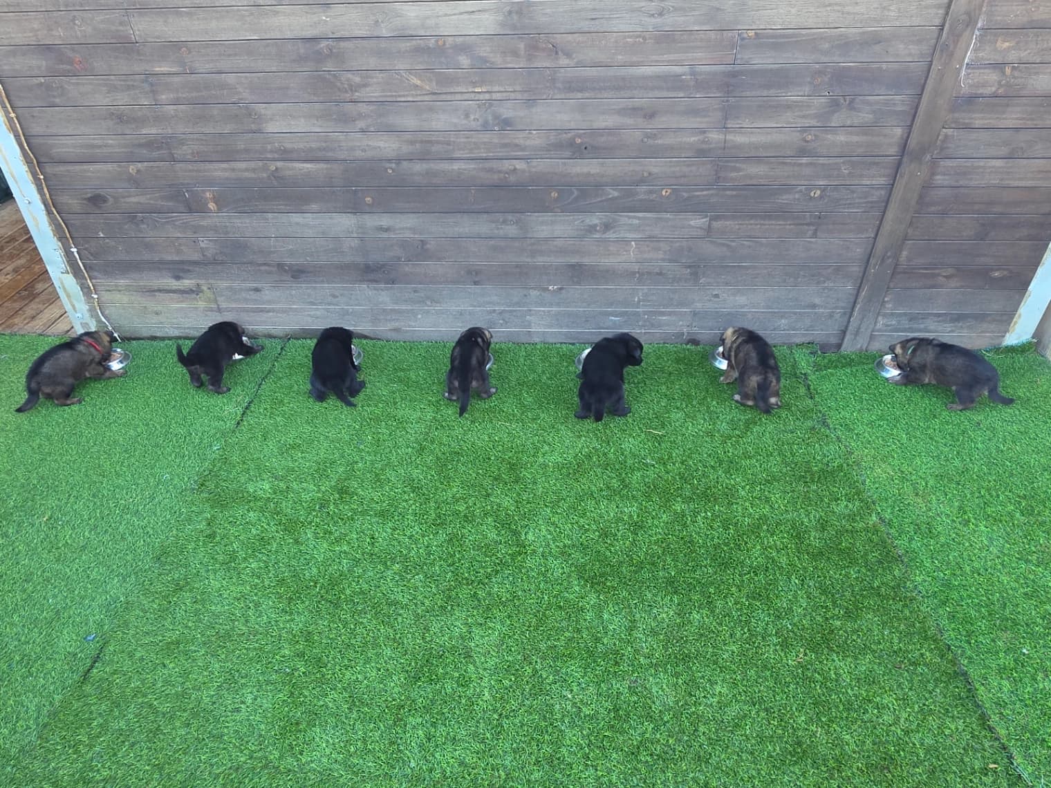 German Shepherd Dog puppies
