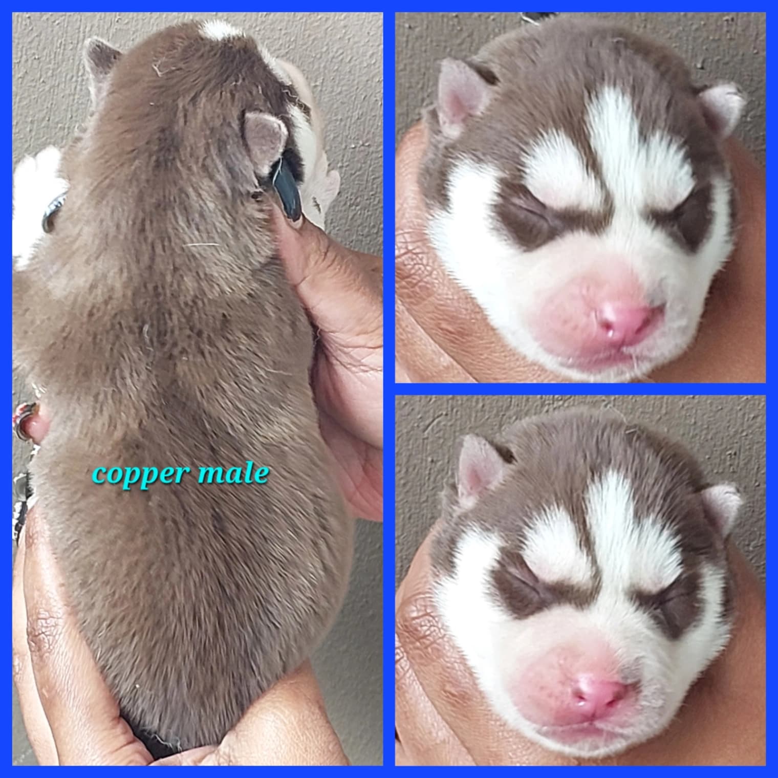 Siberian Husky puppies