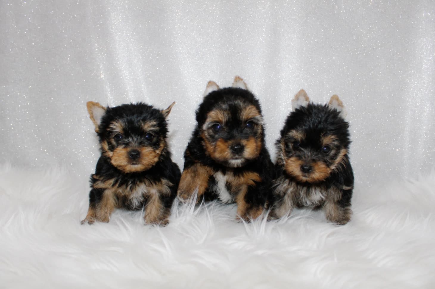 Yorkshire Terrier puppies