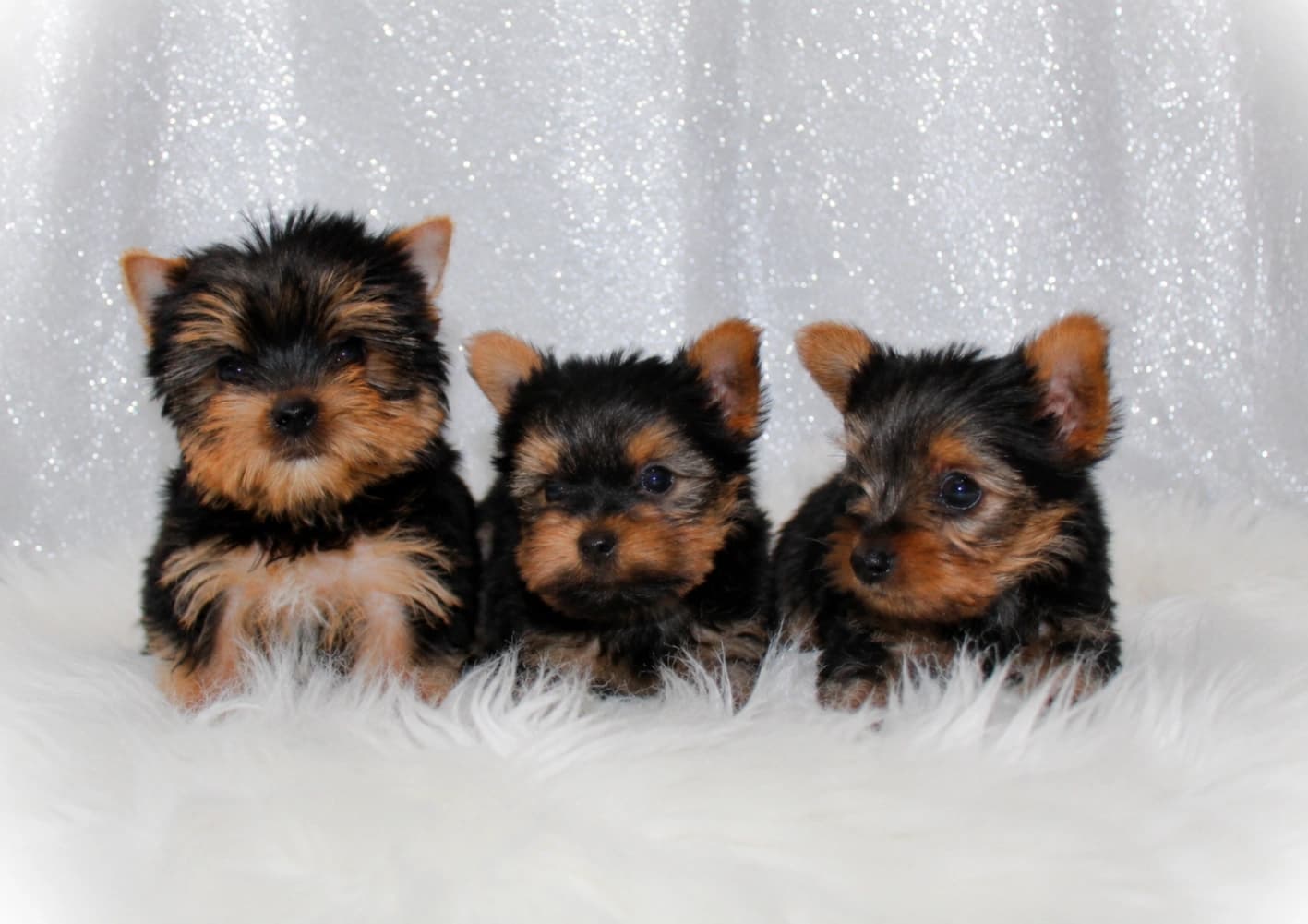 Yorkshire Terrier puppies
