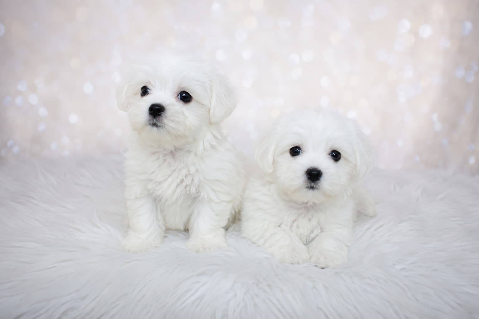 Maltese puppies