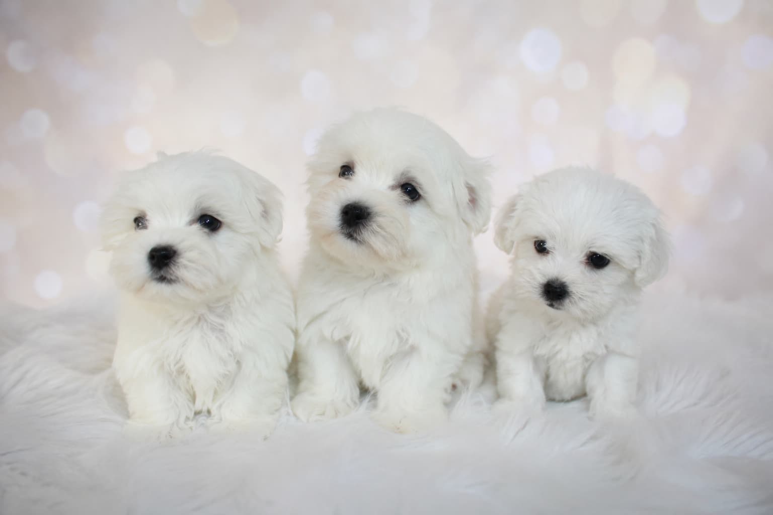 Maltese puppies