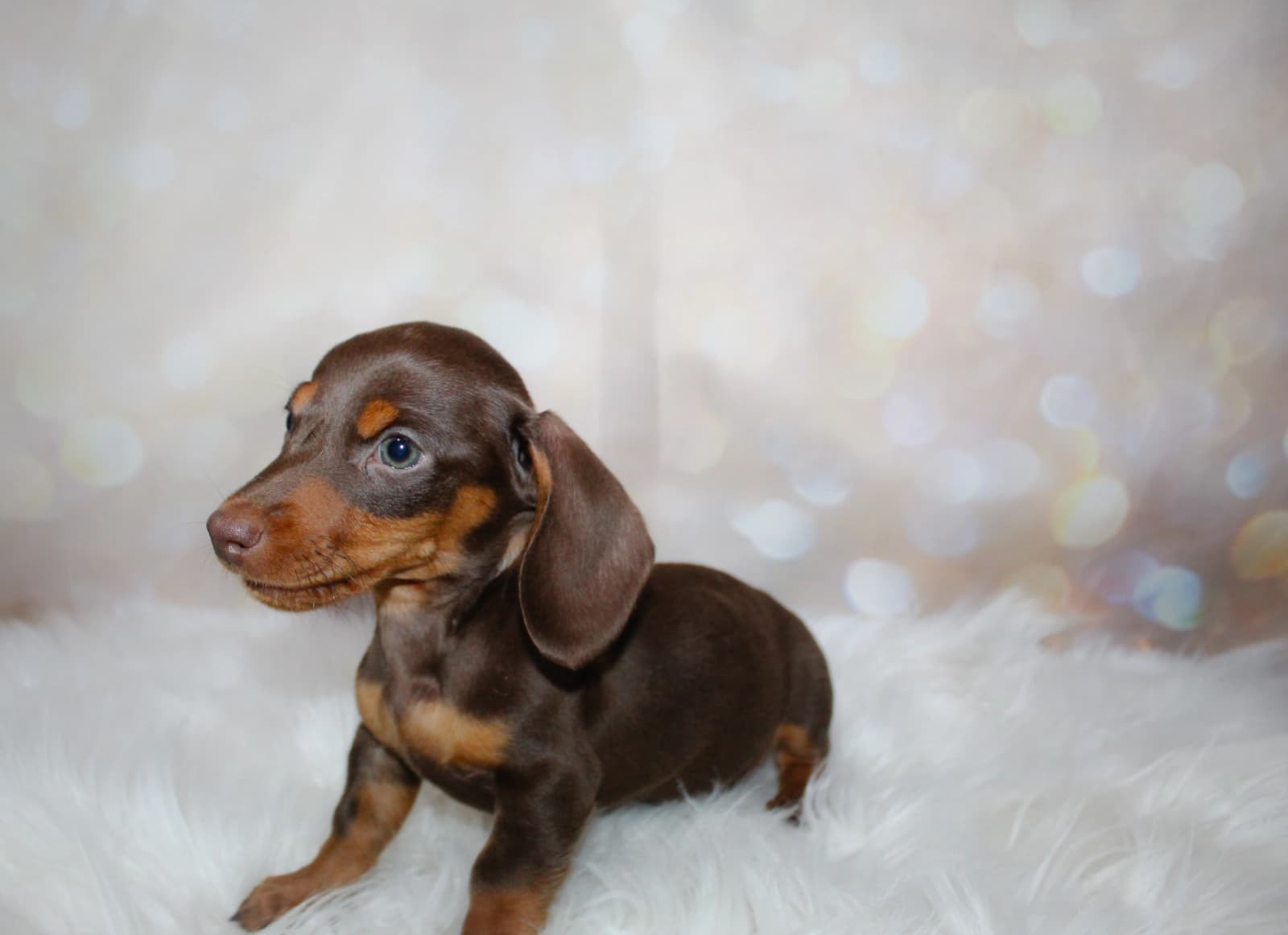 Dachshund (Miniature) puppy